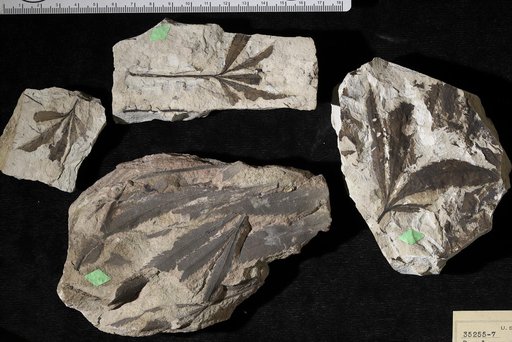 Dewalquea pulchella Knowlton