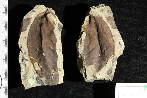 Hiraea oligocaenica Berry