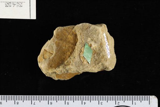 Pithecolobium samanensis Berry