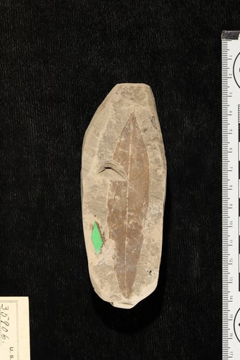 Oreodaphne salinensis Berry