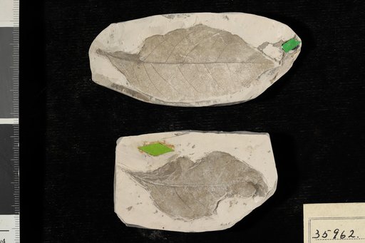 Diospyros wilcoxiana Berry