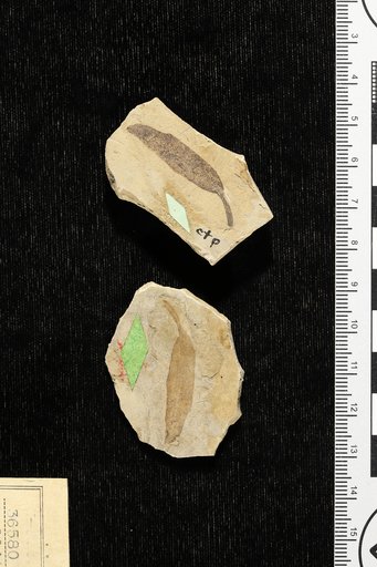 Phyllites winchesteri Knowlton