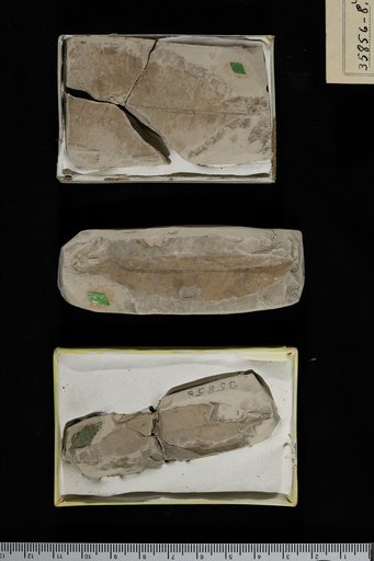 Ternstroemites preclaibornensis Berry
