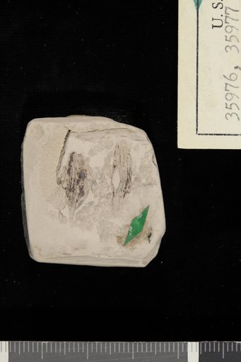 Nyssa wilcoxiana Berry