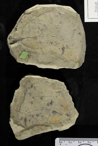 Rhizophora boweni Berry