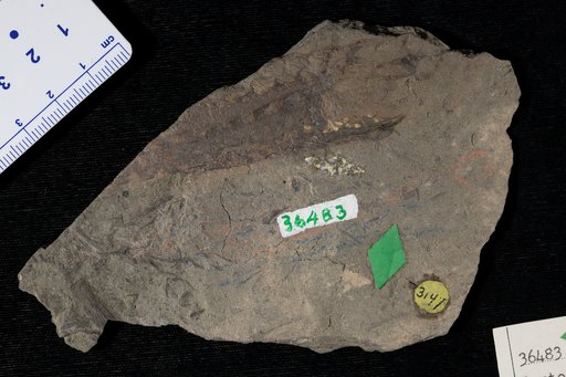 Leptophloeum rhombicum Dawson