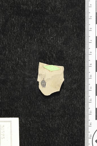 Carpolithes caryophylloides Knowlton