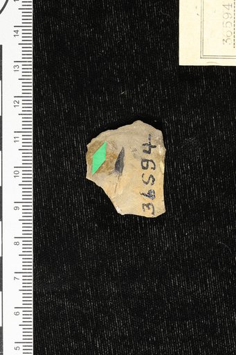 Achaenites cichorioides Knowlton