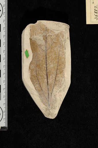 Oreodaphne obtusifolia Berry