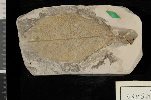 Diospyros brachysepala Braun