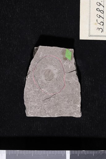 Calycites ostryaformis Berry