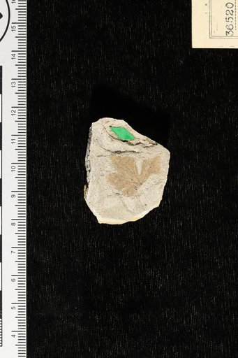 Vitis florissantella Cockerell