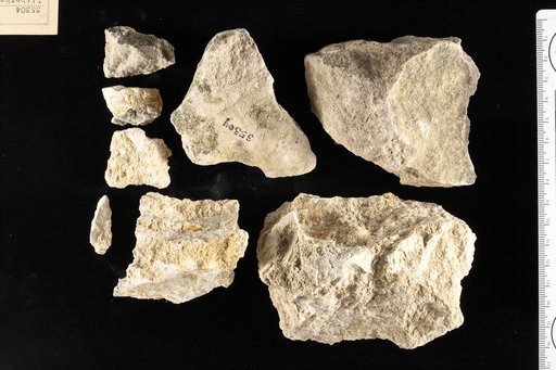 Lithothamnium isthmi Howe