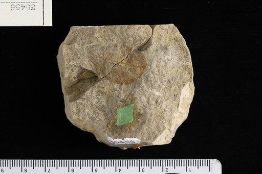 Calyptranthes domingensis Berry