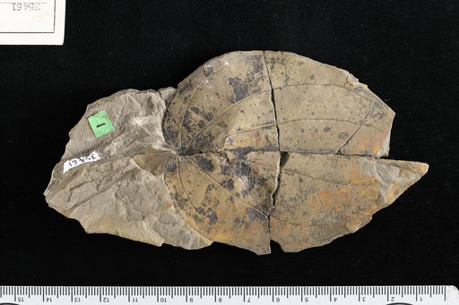 Piperites cordatus Berry