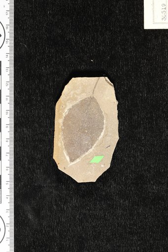 Alnus larsoni Knowlton