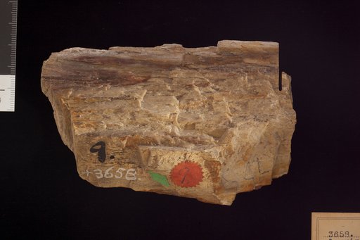 Laurinoxylon ? sp indet. Knowlton