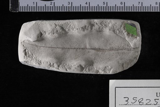 Sapindus eoligniticus Berry