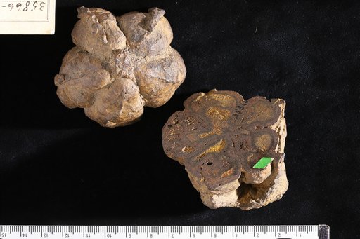 Sterculiocarpus eocenicus Berry
