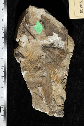 Dewalquea pulchella Knowlton