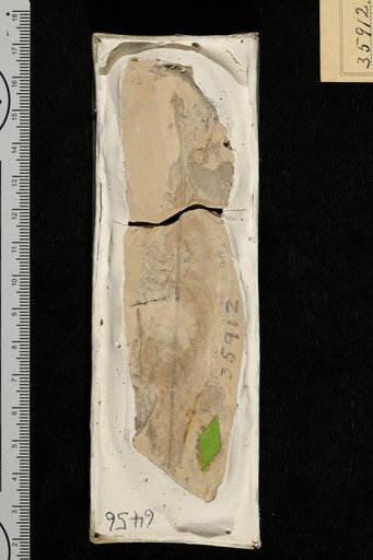 Mespilodaphne puryearensis Berry