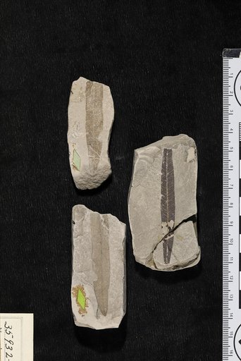 Myrcia bentonensis Berry