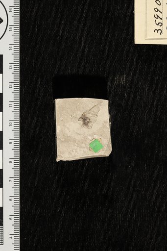 Solanites saportana Berry