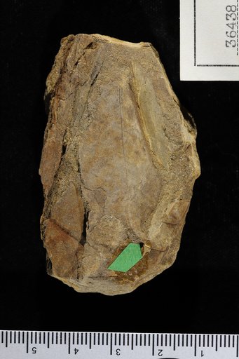 Leguminosites entadaformis Berry