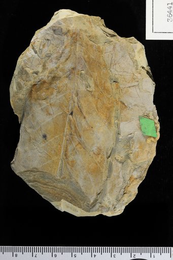 Trigonia varians Engelhardt