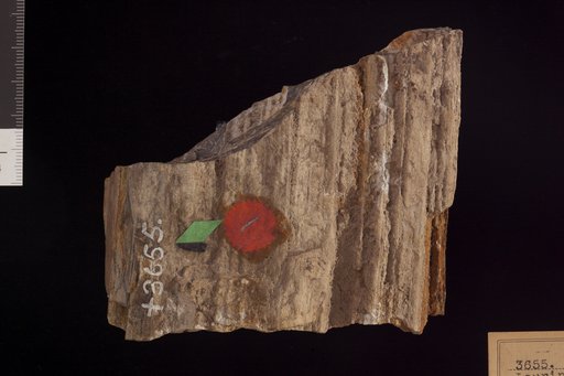 Laurinoxylon branneri Knowlton