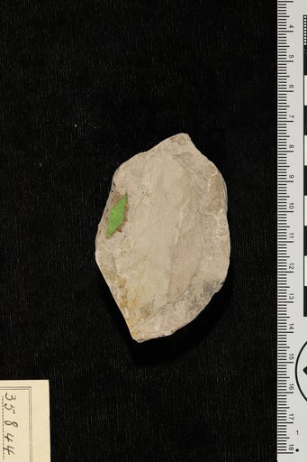 Rhamnites berchemiaformis Berry