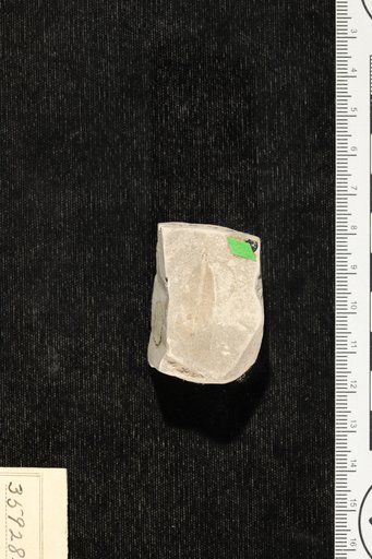 Myrcia parvifolia Berry