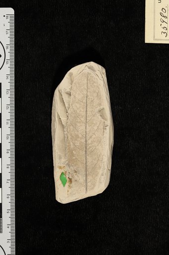 Mimusops sieberifolia Berry