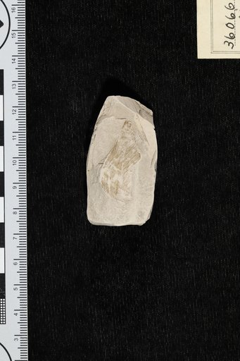 Myrcia puryearensis Berry