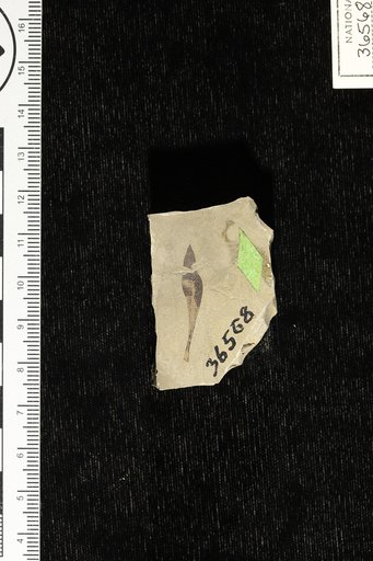 Pimelia spatulata Knowlton