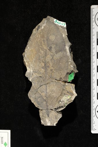 Oreodaphne pagosensis Knowlton