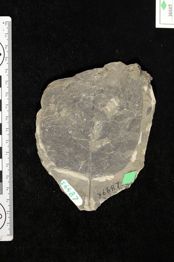 Phyllites innominata Knowlton