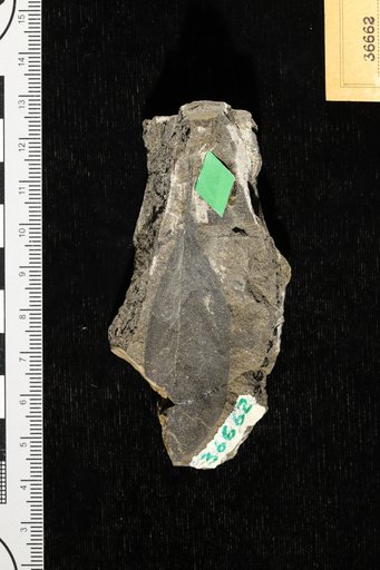 Malapoenna sessiliflora (Lesquereux) Knowlton
