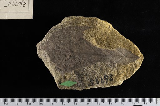 Celastrinites cowanensis Knowlton