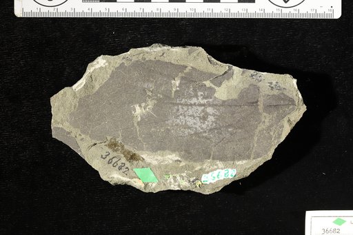 Phyllites eocenica Knowlton