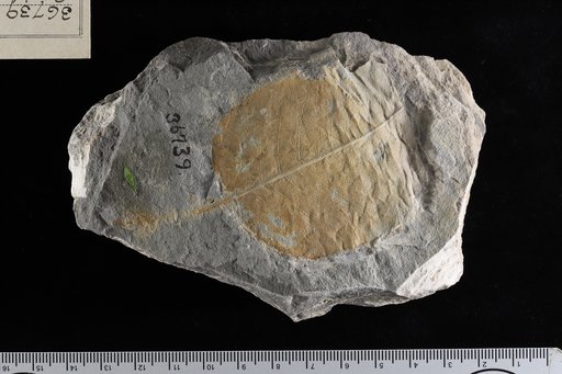 Apeibopsis ? laramiensis Knowlton