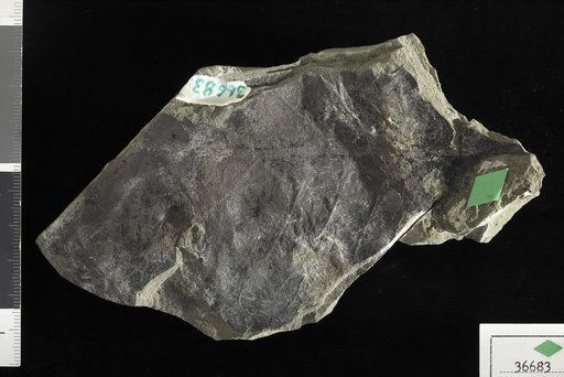 Phyllites sp Knowlton