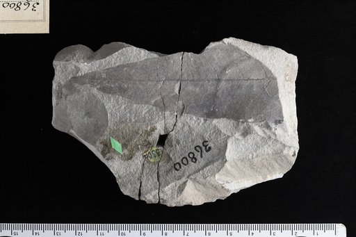 Quercus eximia Knowlton