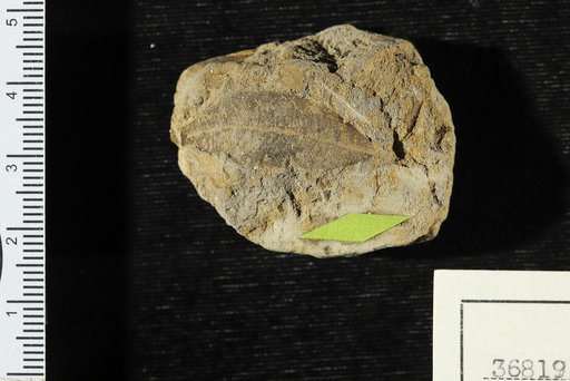 Anacardites lanceolatus Berry