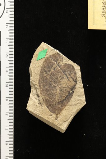 Dalbergia knowltoni Cockerell