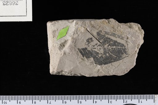 Leguminosites mexicanus Berry