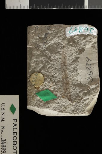 Potamogeton sp Knowlton