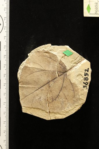 Populus wilmattae Cockerell