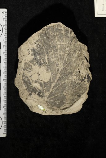 Coussapoa veracruziana Berry