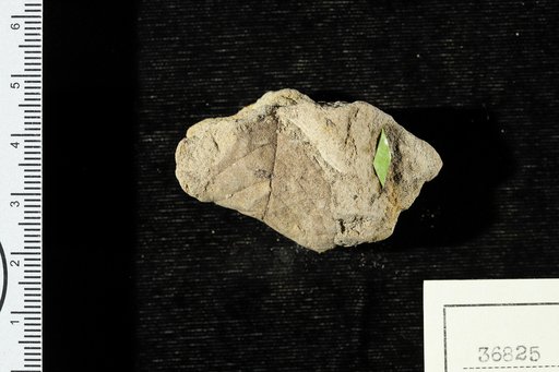 Fagara wadii Berry